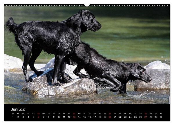 Produktbild: Flatcoated Retriever (hochwertiger Premium Wandkalender 2027 DIN A2 quer), Kunstdruck in Hochglanz