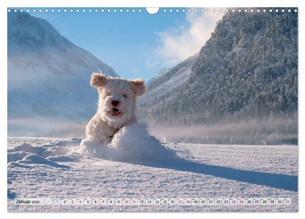 Produktbild: Lagotto Romagnolo in den Alpen 2026 (Wandkalender 2026 DIN A3 quer), CALVENDO Monatskalender