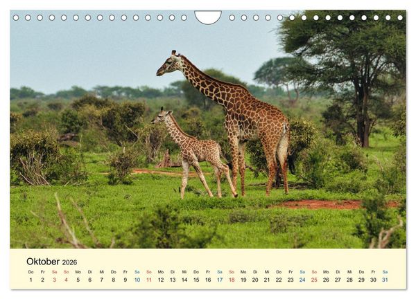 Produktbild: Giraffen, die Sch&ouml;nen der Savanne (Wandkalender 2026 DIN A4 quer), CALVENDO Monatskalender