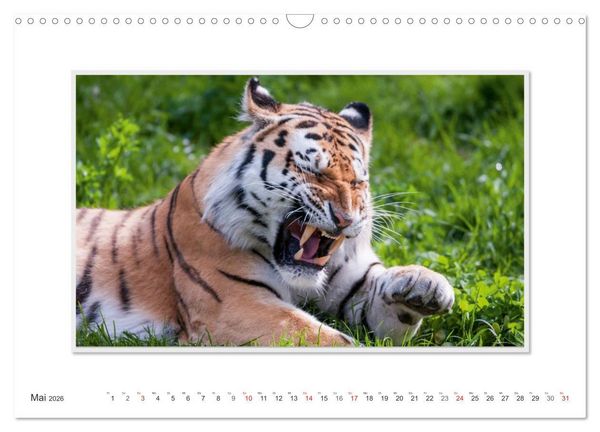Produktbild: Emotionale Momente: Tiger - Kraft & Sch&ouml;nheit. / CH-Version (Wandkalender 2026 DIN A3 quer), CALVENDO Monatskalender