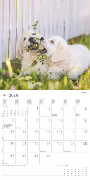 Produktbild: Welpen 2026 - Broschürenkalender 30x30 cm (30x60 geöffnet) - Kalender mit Platz für Notizen - Puppies - Hundekalender - Bildkalender - Wandkalender