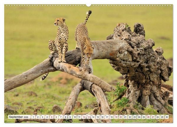 Produktbild: Faszinaton Afrika: Geparde (hochwertiger Premium Wandkalender 2026 DIN A2 quer), Kunstdruck in Hochglanz