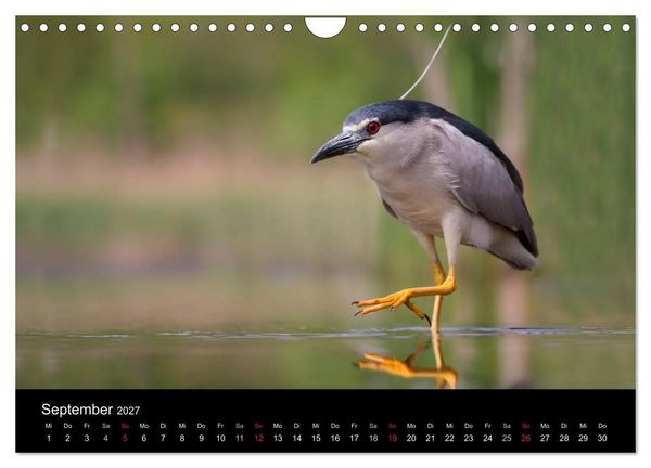 Produktbild: Reiher - Der Tanz auf dem Wasser (Wandkalender 2027 DIN A4 quer), CALVENDO Monatskalender