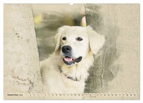 Produktbild: Golden Retriever 2026 (hochwertiger Premium Wandkalender 2026 DIN A2 quer), Kunstdruck in Hochglanz