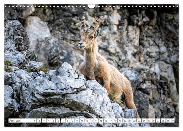 Produktbild: Steinb&ouml;cke - Majest&auml;tische Tiere der Alpen (Wandkalender 2026 DIN A3 quer), CALVENDO Monatskalender