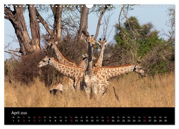 Produktbild: Naturerlebnis Botswana (Wandkalender 2026 DIN A3 quer), CALVENDO Monatskalender