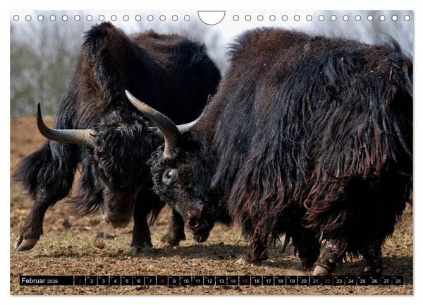 Produktbild: Kuh und Co. (Wandkalender 2026 DIN A4 quer), CALVENDO Monatskalender