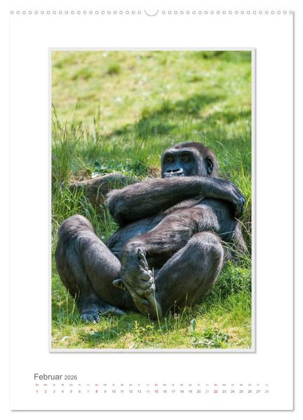 Produktbild: Emotionale Momente: Aus dem Leben der Familie Gorilla. (hochwertiger Premium Wandkalender 2026 DIN A2 hoch), Kunstdruck in Hochglanz