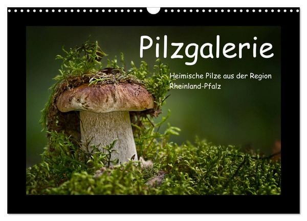 Produktbild: Pilzgalerie - Heimische Pilze aus der Region Rheinland-Pfalz (Wandkalender 2026 DIN A3 quer), CALVENDO Monatskalender