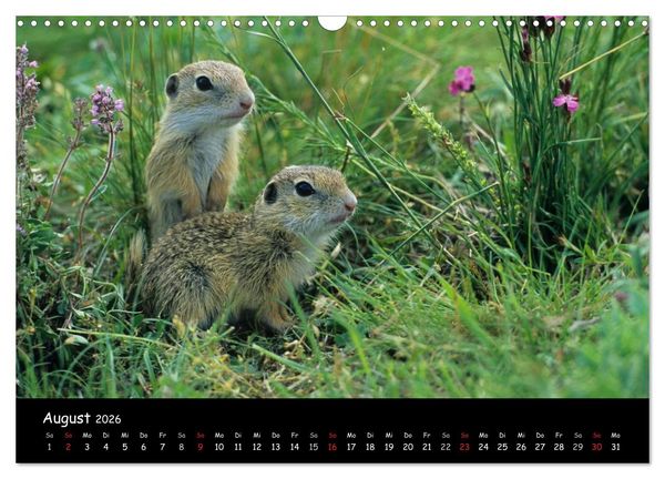 Produktbild: Naturjuwelen - Neusiedler See (Wandkalender 2026 DIN A3 quer), CALVENDO Monatskalender