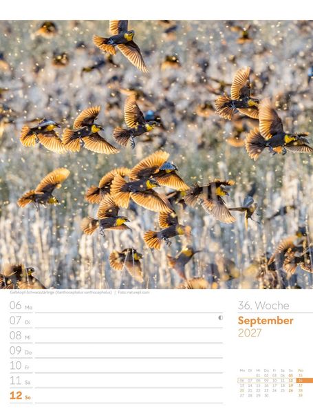 Produktbild: V&ouml;gel Wochenplaner Kalender 2027