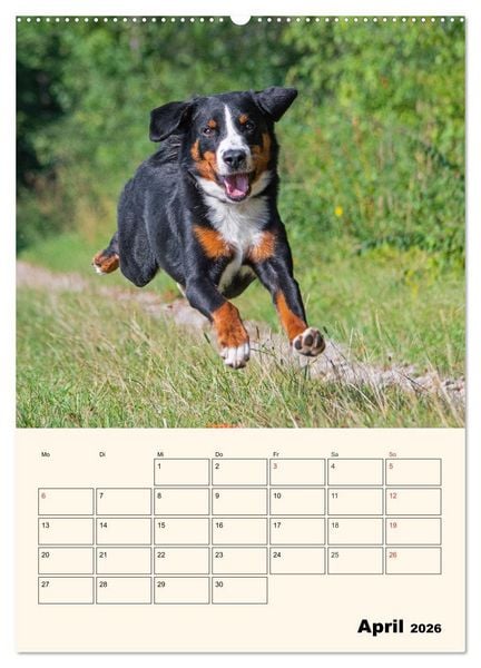 Produktbild: Appenzeller Sennenhund - Mit Plan durch das Jahr (Wandkalender 2026 DIN A2 hoch), CALVENDO Monatskalender