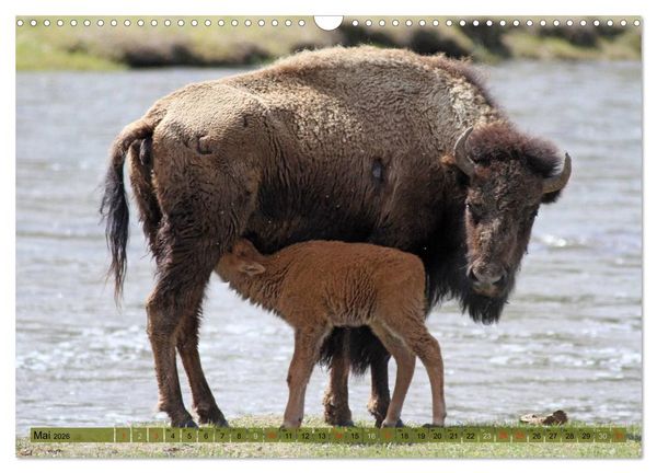 Produktbild: Wildtiere Nordamerikas (Wandkalender 2026 DIN A3 quer), CALVENDO Monatskalender