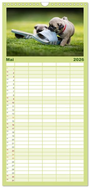 Produktbild: Familienplaner 2026 - Mopswelpen mit 5 Spalten (Wandkalender, 21 x 45 cm) CALVENDO