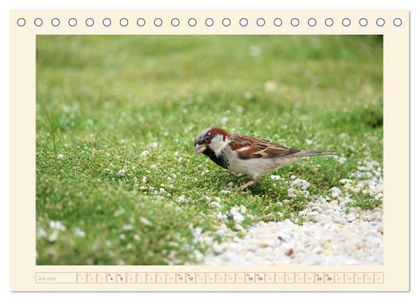 Produktbild: Freche Spatzen (Tischkalender 2026 DIN A5 quer), CALVENDO Monatskalender