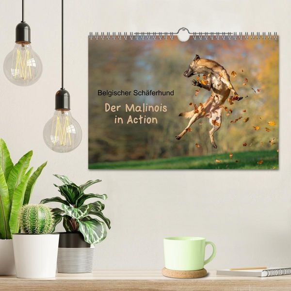 Produktbild: Belgischer Sch&auml;ferhund - Der Malinois in Action (Wandkalender 2026 DIN A4 quer), CALVENDO Monatskalender