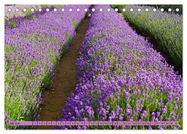 Produktbild: Farbzauber Lavendel (Tischkalender 2026 DIN A5 quer), CALVENDO Monatskalender