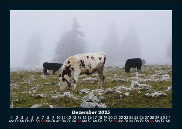 Produktbild: Kuhkalender 2025 Fotokalender DIN A5