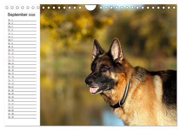 Produktbild: Deutsche Sch&auml;ferhunde - Senioren auf vier Pfoten (Wandkalender 2026 DIN A4 quer), CALVENDO Monatskalender