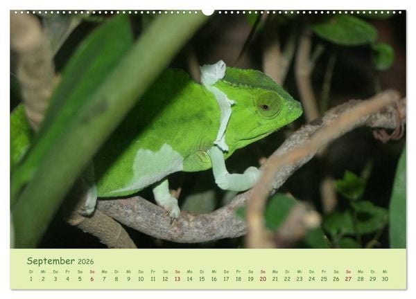 Produktbild: Augenblicke der Cham&auml;leons (hochwertiger Premium Wandkalender 2026 DIN A2 quer), Kunstdruck in Hochglanz
