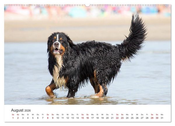 Produktbild: Freunde auf vier Pfoten am Strand (hochwertiger Premium Wandkalender 2026 DIN A2 quer), Kunstdruck in Hochglanz