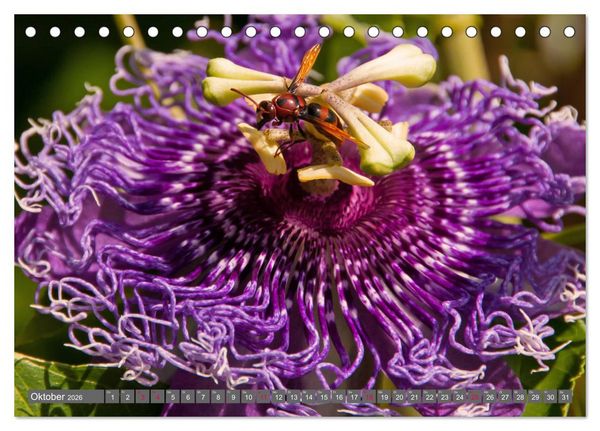 Produktbild: Blumenpracht der Welt (Tischkalender 2026 DIN A5 quer), CALVENDO Monatskalender