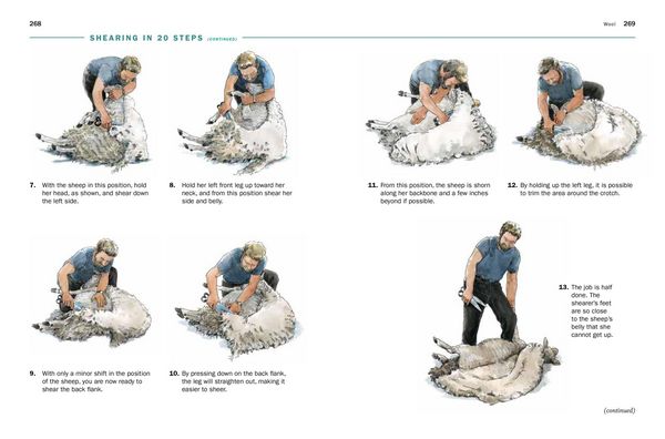 Produktbild: Storey's Guide to Raising Sheep, 5th Edition