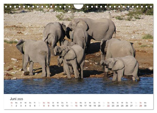 Produktbild: Namibia - Tierische Vielfalt (Wandkalender 2025 DIN A4 quer), CALVENDO Monatskalender