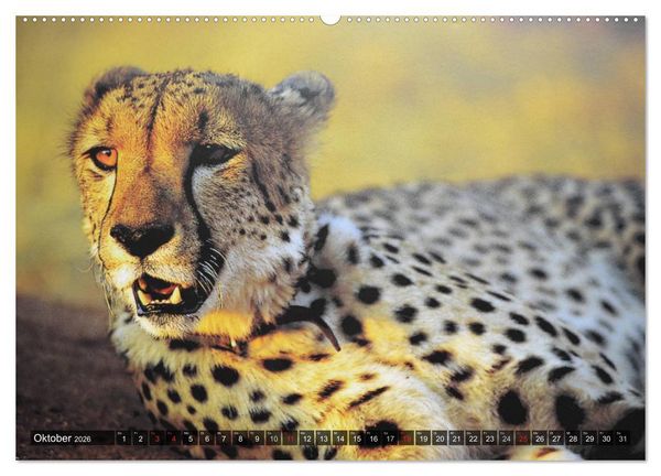 Produktbild: Raubkatzen. Wild, sch&ouml;n und kraftvoll (Wandkalender 2026 DIN A2 quer), CALVENDO Monatskalender
