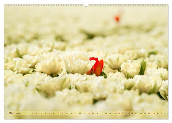 Produktbild: Tulpen - Hollands Stolz (Wandkalender 2026 DIN A2 quer), CALVENDO Monatskalender