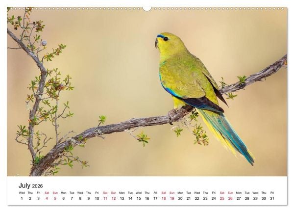 Produktbild: Australian Parrots (High Quality Premium Wall Calendar 2026 DIN A2 landscape),CALVENDO 12 Month Wall Calendar