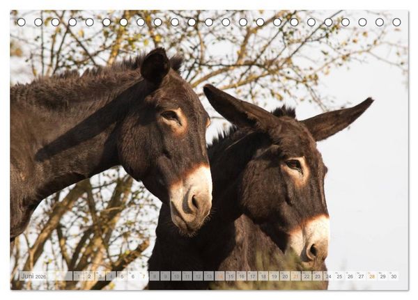 Produktbild: Zauberhafte Esel (Tischkalender 2026 DIN A5 quer), CALVENDO Monatskalender