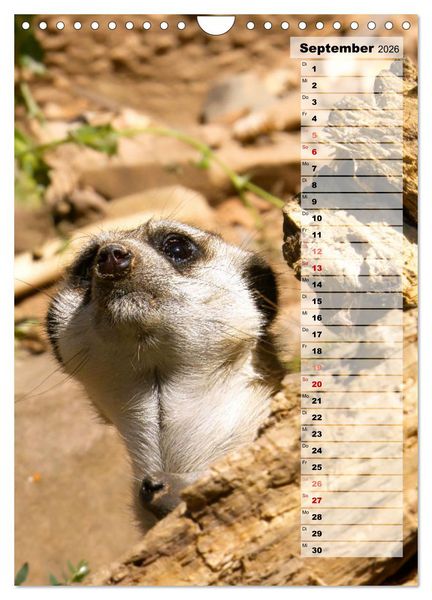 Produktbild: Erdm&auml;nnchen, putzige Kerlchen mit gro&szlig;en Knopfaugen (Wandkalender 2026 DIN A4 hoch), CALVENDO Monatskalender