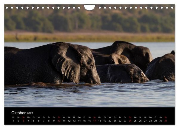 Produktbild: Elefanten - Die sanften Riesen Afrikas (Wandkalender 2027 DIN A4 quer), CALVENDO Monatskalender
