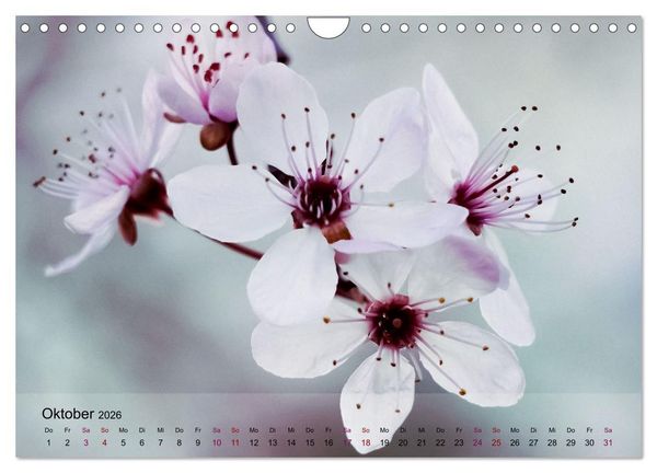 Produktbild: Bl&uuml;tenrausch - Mit Fr&uuml;hlingsgef&uuml;hlen durchs ganze Jahr (Wandkalender 2026 DIN A4 quer), CALVENDO Monatskalender