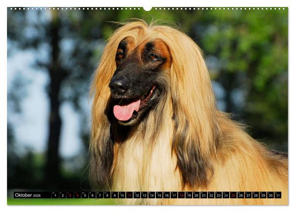 Produktbild: Kinder des Windes - Afghanischer Windhund (hochwertiger Premium Wandkalender 2026 DIN A2 quer), Kunstdruck in Hochglanz