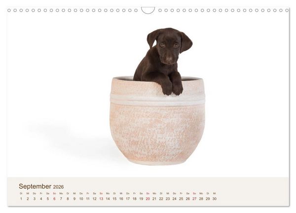 Produktbild: Labrador - Welpen (Wandkalender 2026 DIN A3 quer), CALVENDO Monatskalender