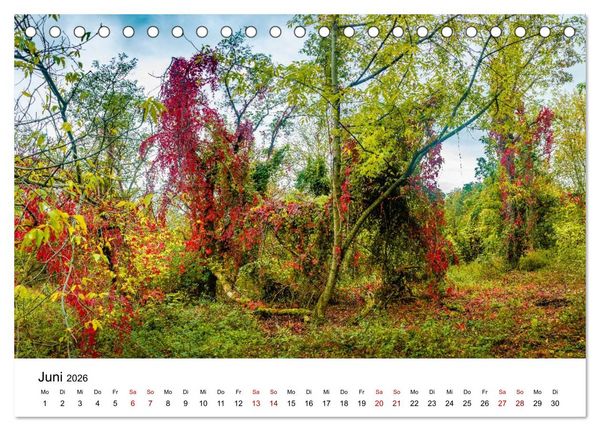 Produktbild: W&auml;lder: die letzte Zuflucht f&uuml;r die Wildnis (Tischkalender 2026 DIN A5 quer), CALVENDO Monatskalender
