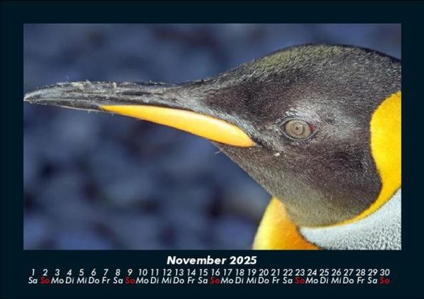 Produktbild: Pinguine & Eisb&auml;ren 2025 Fotokalender DIN A5