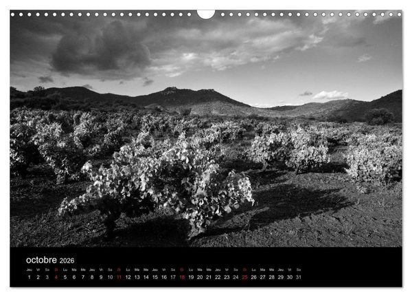 Produktbild: VIGNES DU SUD terroirs d'AOC (Calendrier mural 2026 DIN A3 vertical), CALVENDO calendrier mensuel