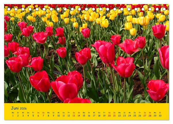 Produktbild: Tulpentraum (Tischkalender 2026 DIN A5 quer), CALVENDO Monatskalender