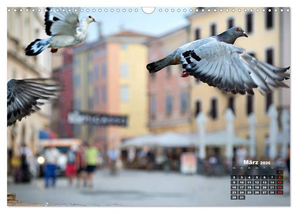 Produktbild: Wie ein Vogel in Rovinj! (Wandkalender 2026 DIN A3 quer), CALVENDO Monatskalender