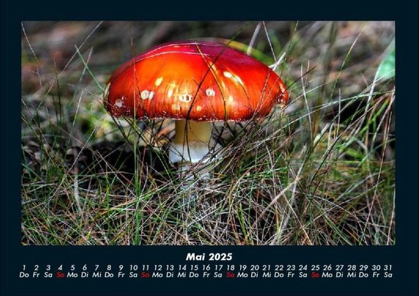 Produktbild: Pilzkalender 2025 Fotokalender DIN A4