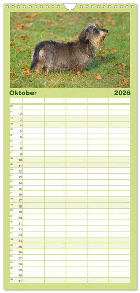 Produktbild: Familienplaner 2026 - Der Zwergrauhaardackel - Eigensinnig und Liebenswert mit 5 Spalten (Wandkalender, 21 x 45 cm) CALVENDO