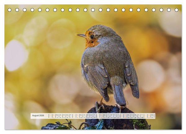 Produktbild: Rotkehlchen, die niedlichen Federkugeln (Tischkalender 2026 DIN A5 quer), CALVENDO Monatskalender