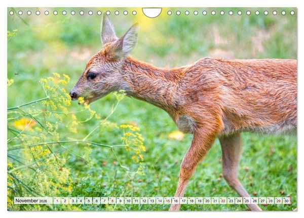 Produktbild: Rehe - Sanfte Waldbewohner (Wandkalender 2026 DIN A4 quer), CALVENDO Monatskalender