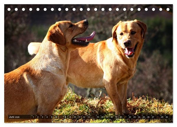 Produktbild: Labrador Retriever - Jagdhund mit Charme (Tischkalender 2026 DIN A5 quer), CALVENDO Monatskalender
