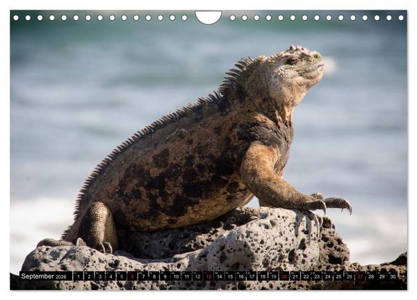 Produktbild: Leguane auf Galapagos (Wandkalender 2026 DIN A4 quer), CALVENDO Monatskalender