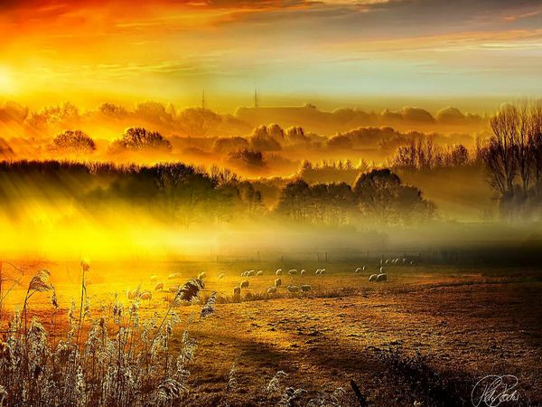 Produktbild: CALVENDO Puzzle Schafe auf der Weide im Sonnenaufgang | 1000 Teile Lege-Gr&ouml;&szlig;e 64x48cm Foto-Puzzle f&uuml;r gl&uuml;ckliche Stunden