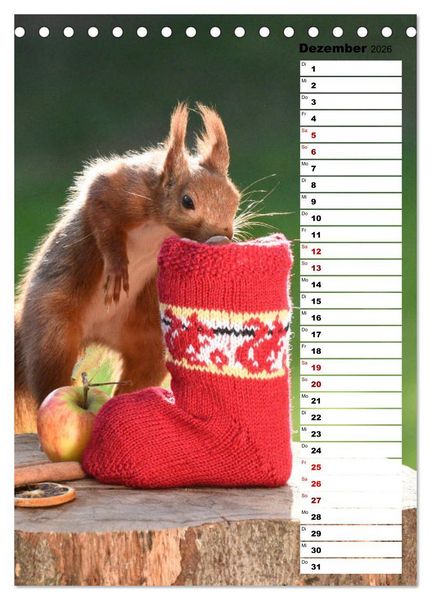 Produktbild: Eichh&ouml;rnchen - kleine Tiere, gro&szlig;e Liebe (Tischkalender 2026 DIN A5 hoch), CALVENDO Monatskalender